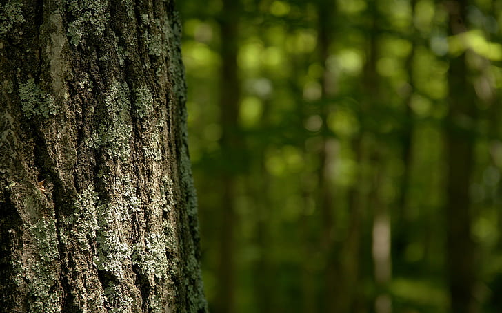cortex-forrest-wallpaper-preview
